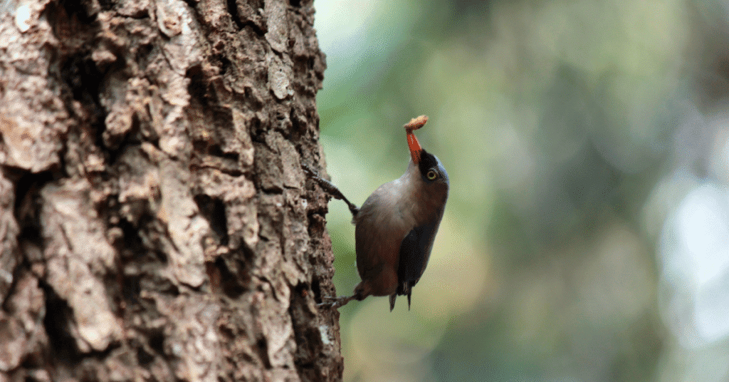 nuthatch with insect