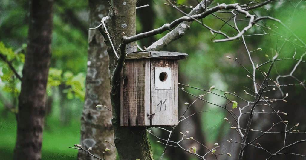 natural forest birdhouse