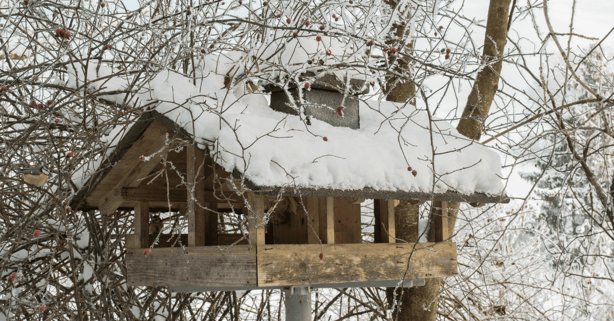 10 Natural Birdhouse Ideas with Examples! - Parrot Birdhouses With Natural Light