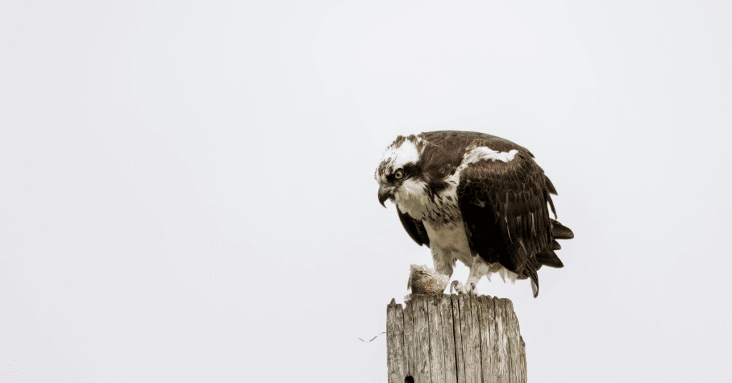osprey eating at perch
