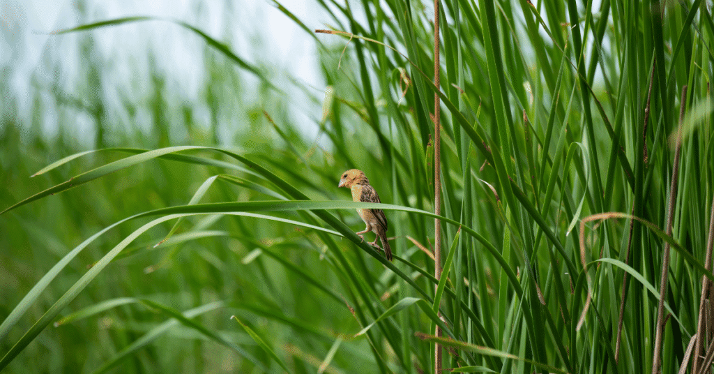 golden weaver on grassy marsh
