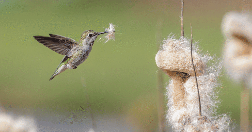 hummingbird collecting nesting material