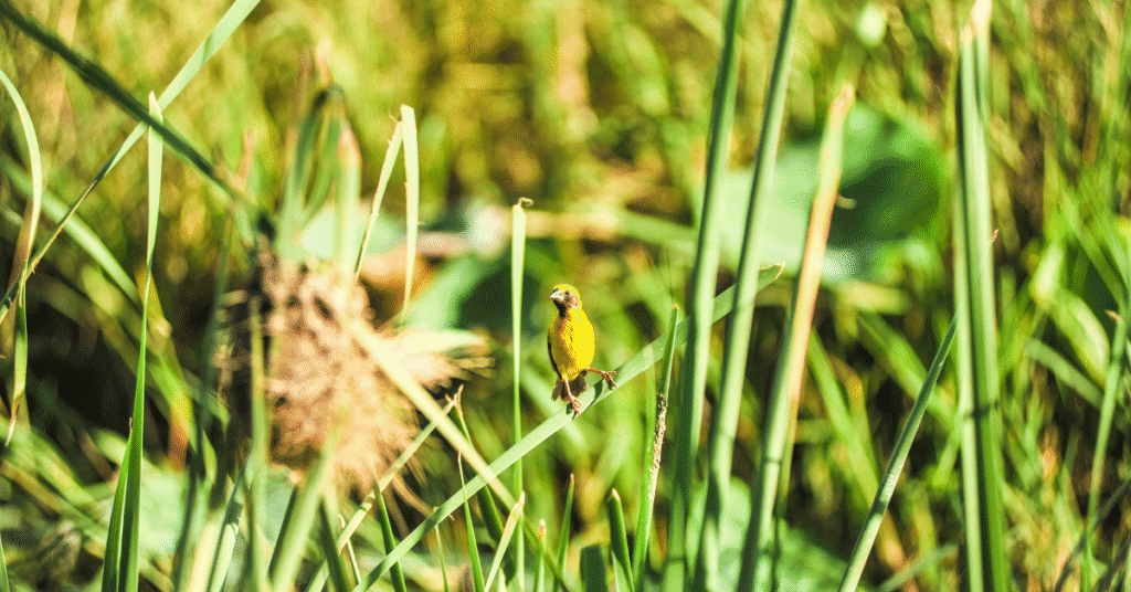 asian golden weaver cute bird