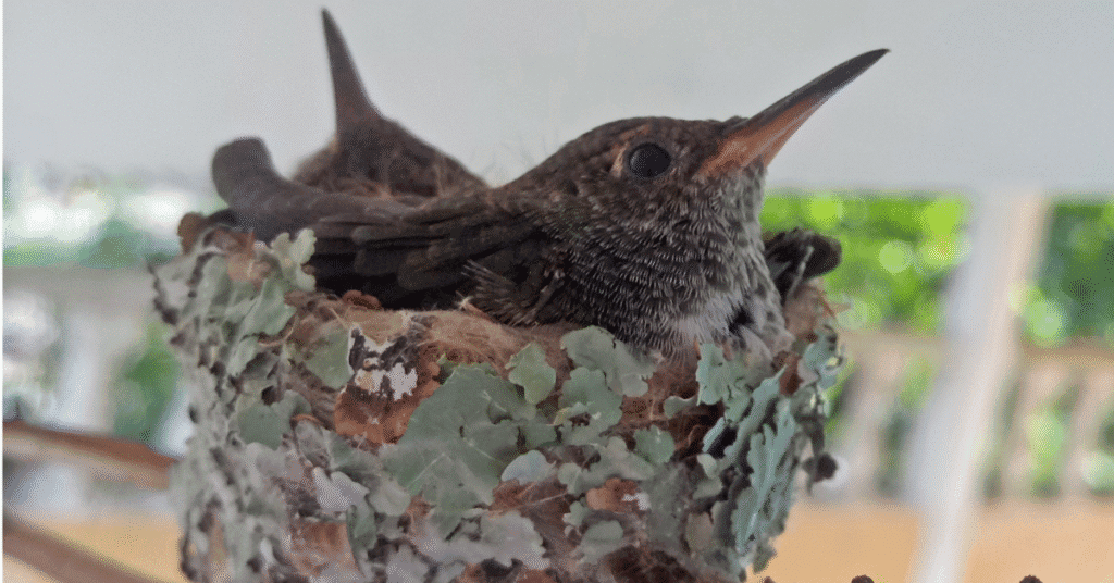 hummingbird nest Camouflage with lichen