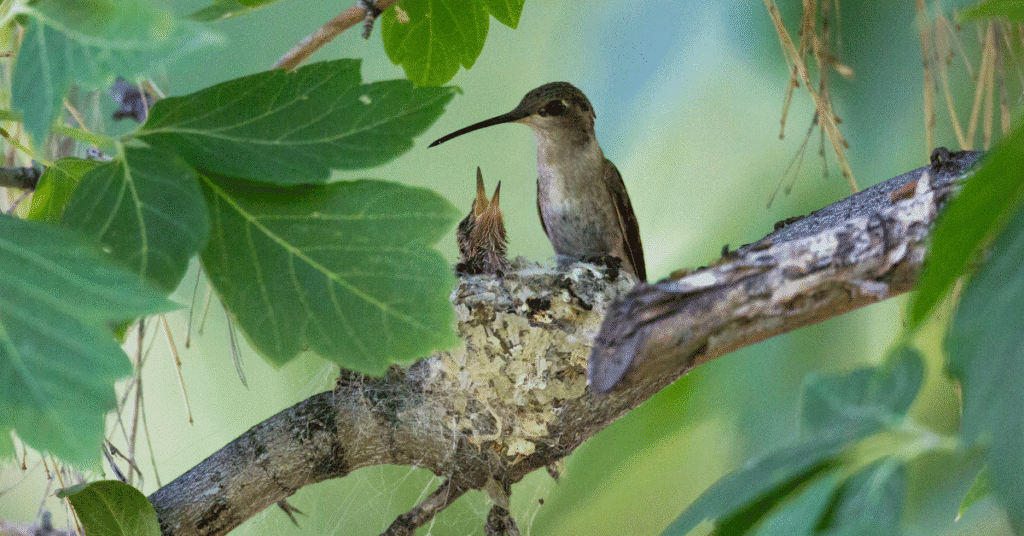 hummingbird nest with baby