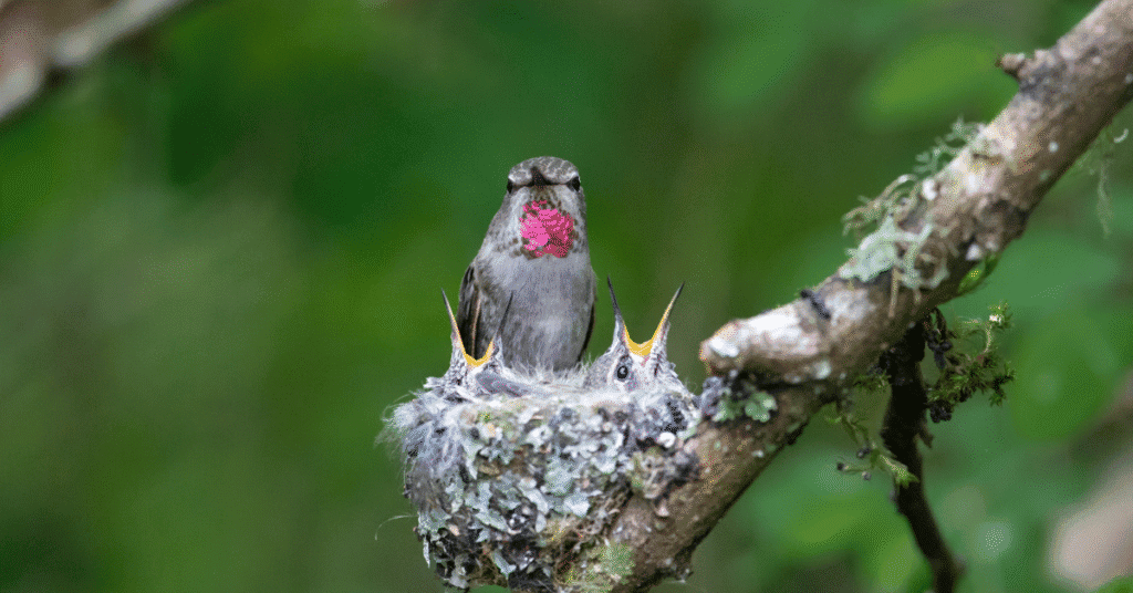 ruby throated hummingbird nest
