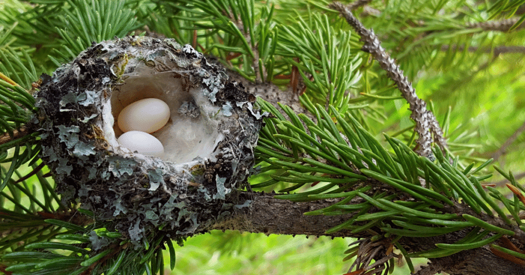 tiny hummingbird eggs and nest