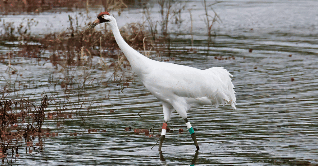 Whooping Crane Wading in Decatur Wetlands