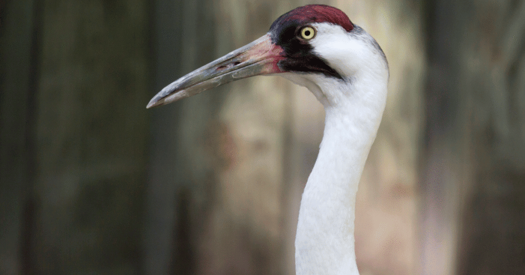 Whooping Crane close up headshot