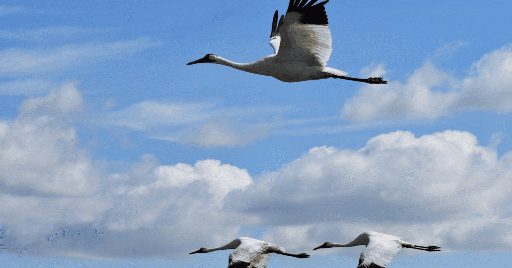 Whooping Crane migration