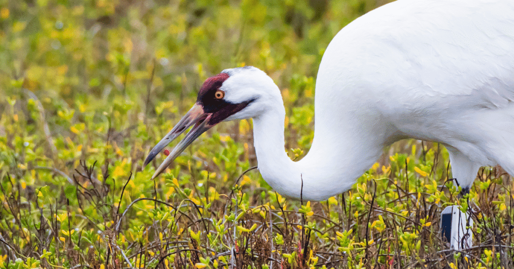 Whooping Cranes eating winterberry
