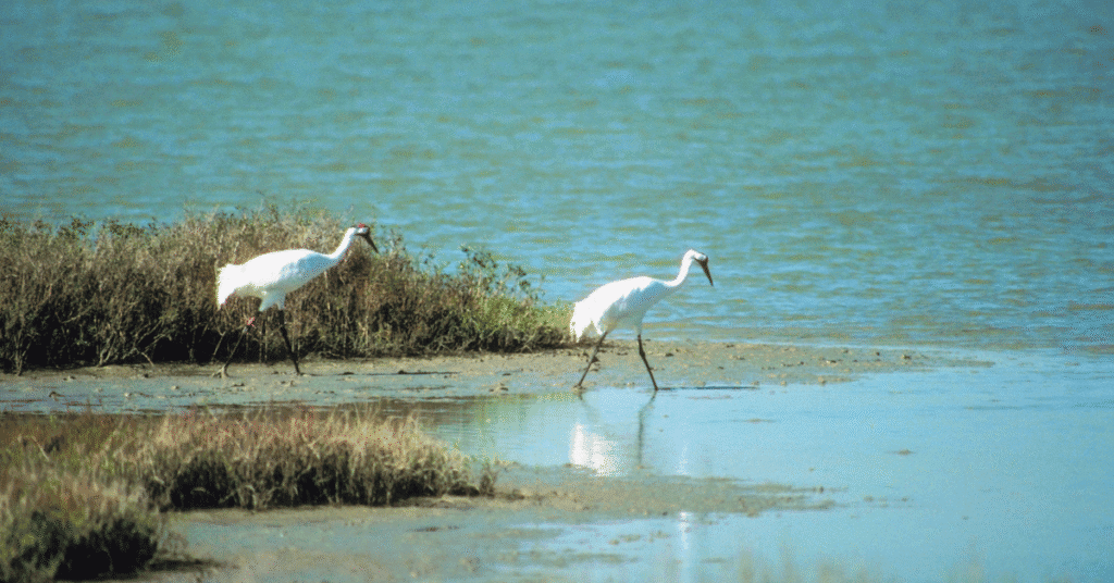 Whooping Cranes near water