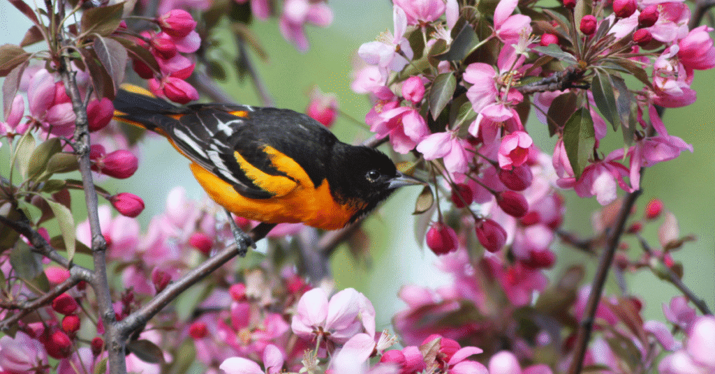 baltimore oriole apple tree flowers