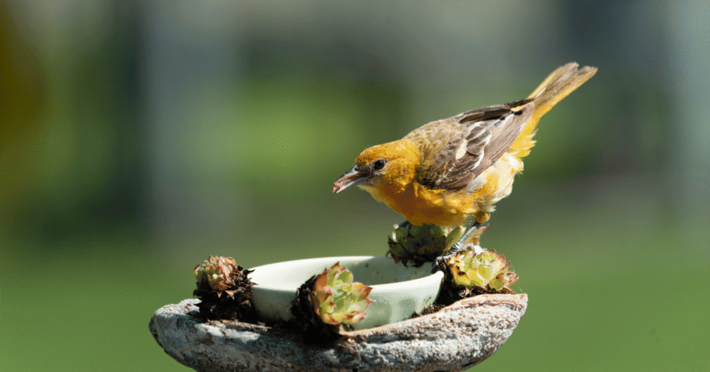 baltimore oriole at feeder