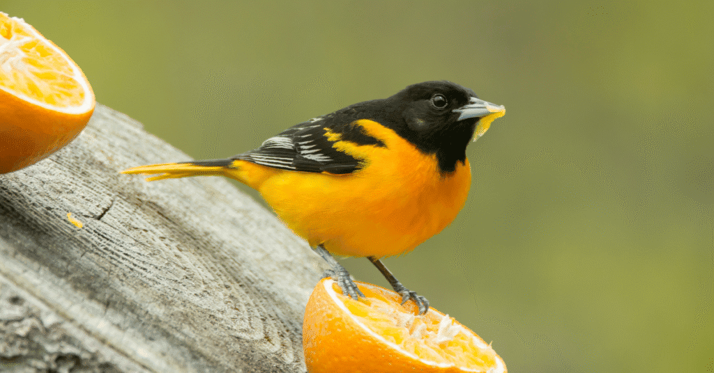 baltimore oriole eating orange