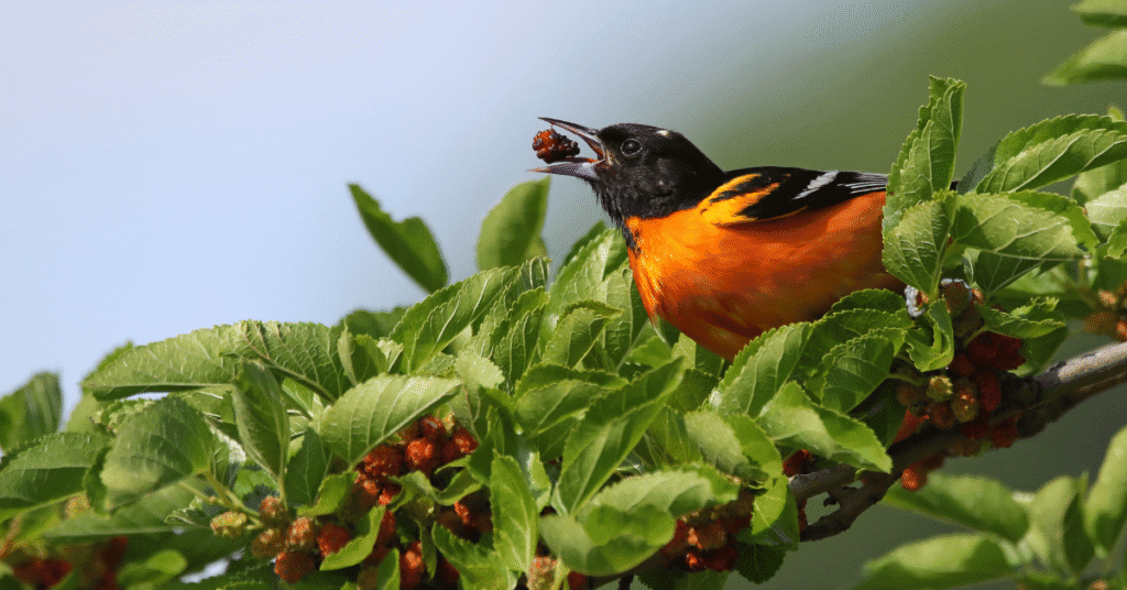 baltimore oriole mulberry feast