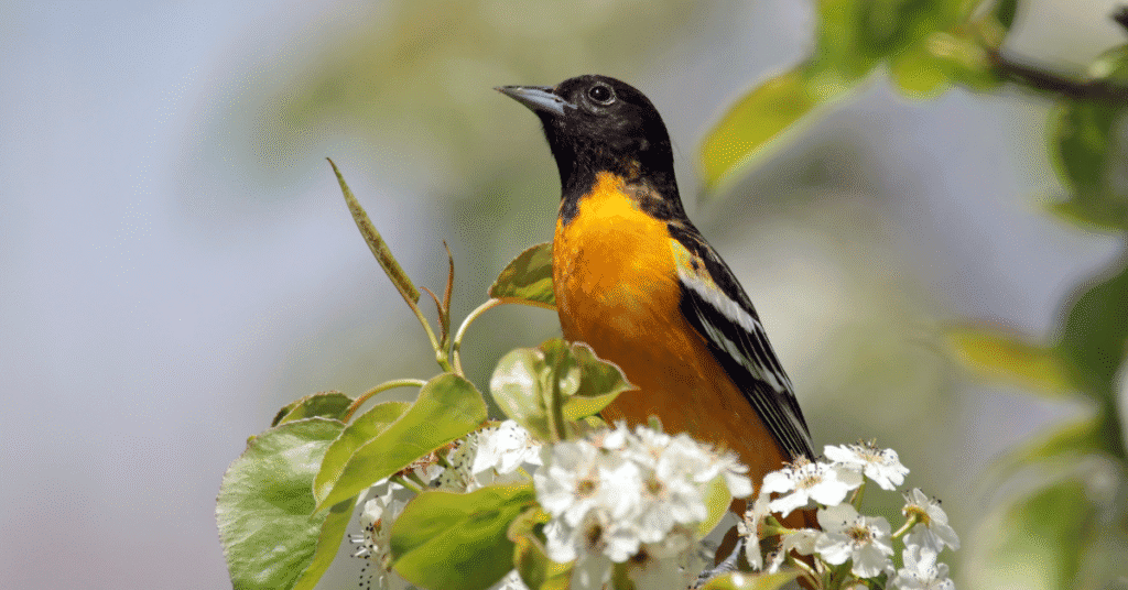 baltimore orioles springtime