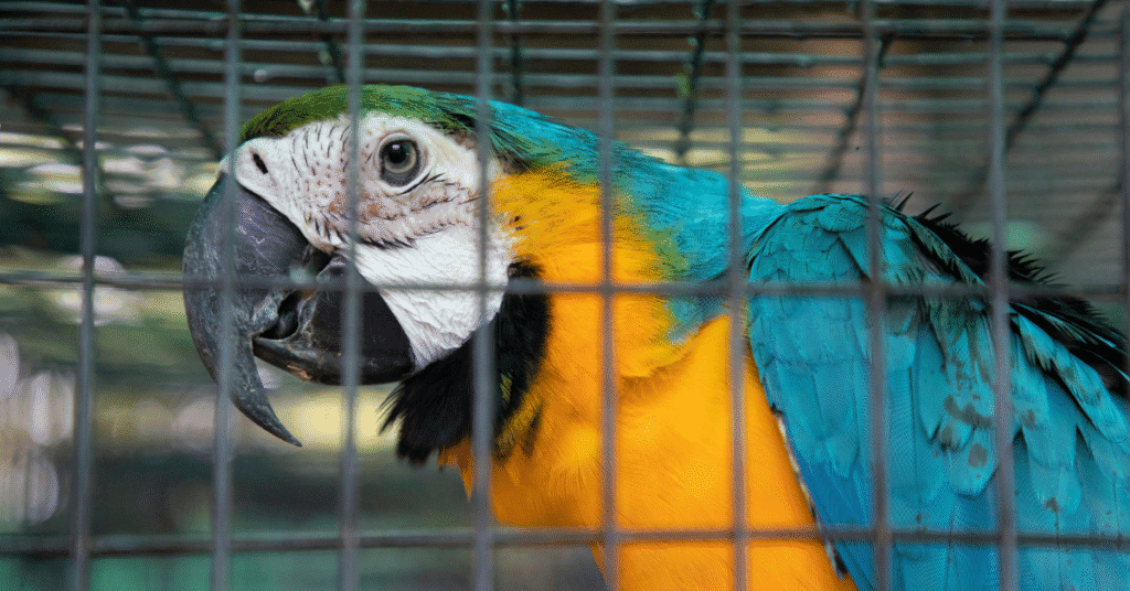 Macaws need a strong enclosure