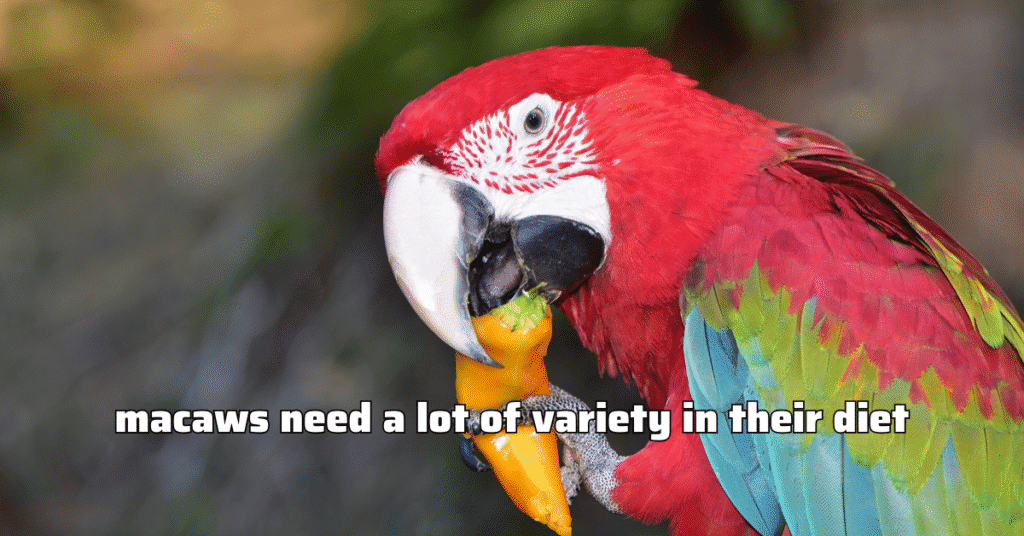 Macaws need variety