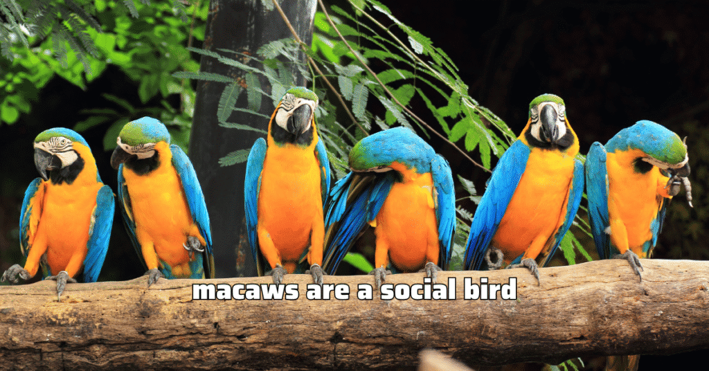 Macaws are social