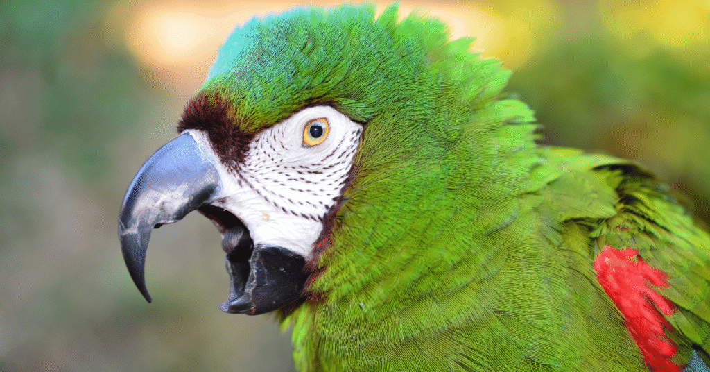 macaw screaming