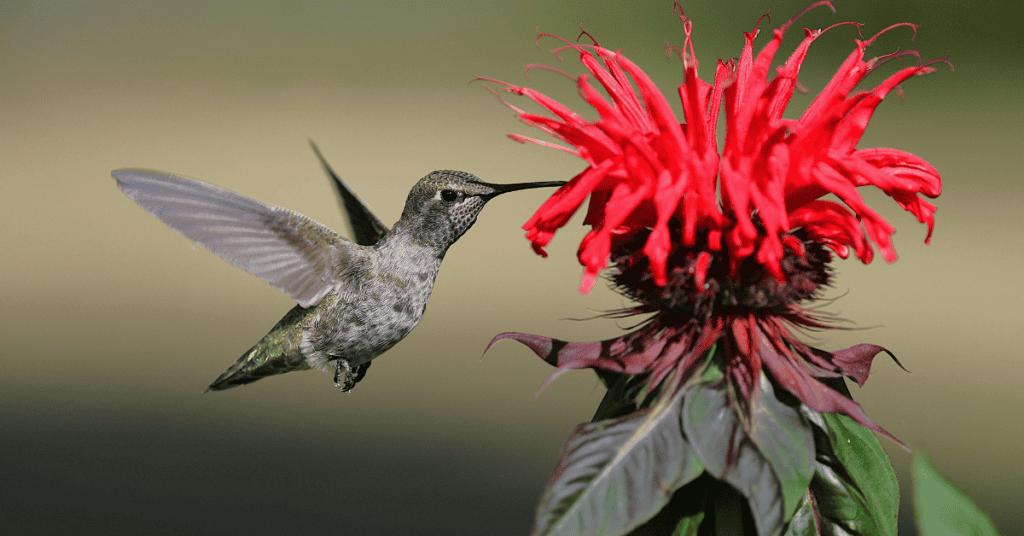 Bee Balm for hummingbirds