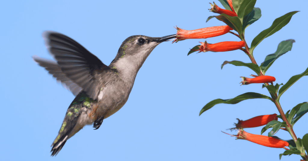 Cigar Plant for hummingbirds
