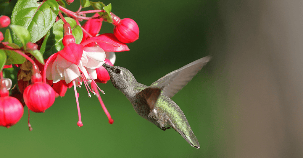 Fuchsia for hummingbirds