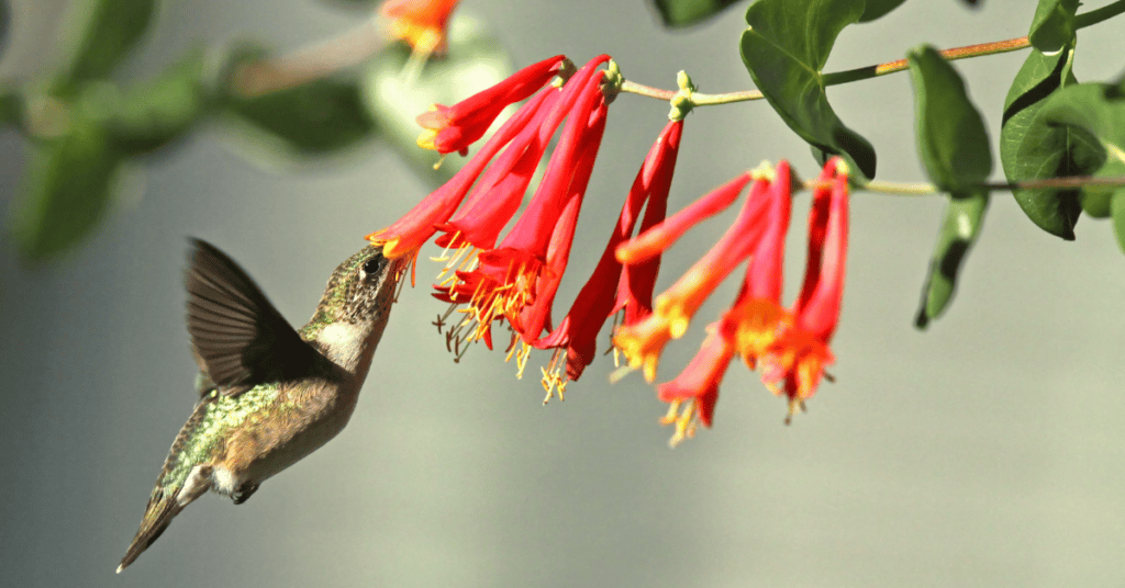 Honeysuckle for hummingbirds
