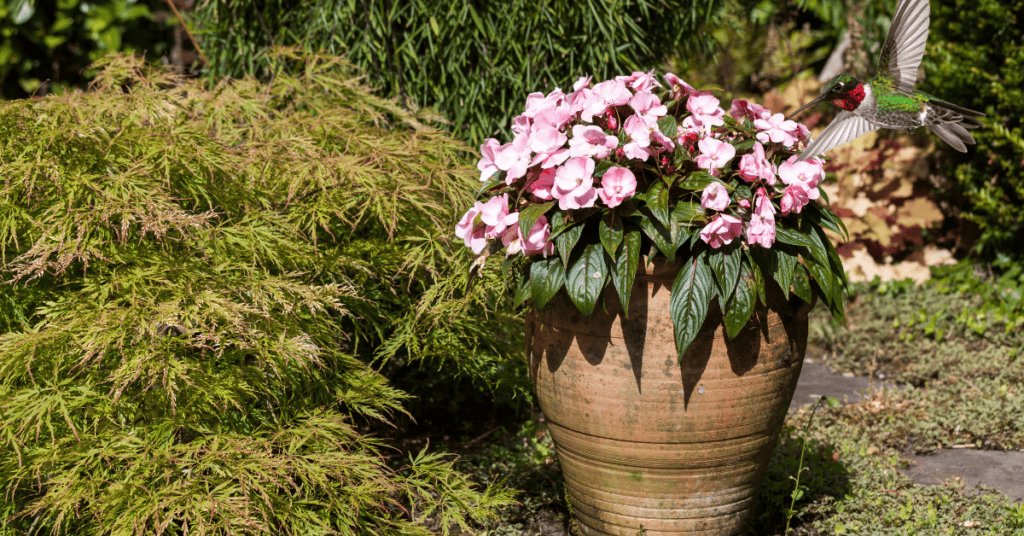 Impatiens for hummingbirds