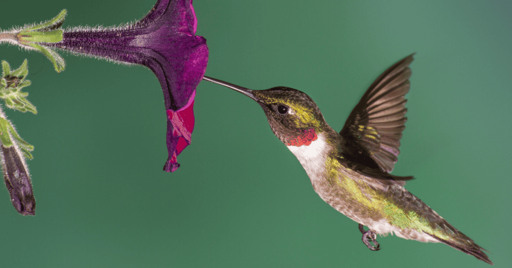 Petunia for hummingbirds