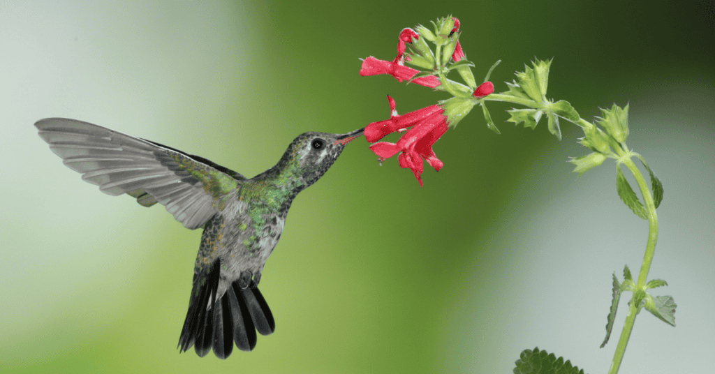 Salvia for hummingbirds