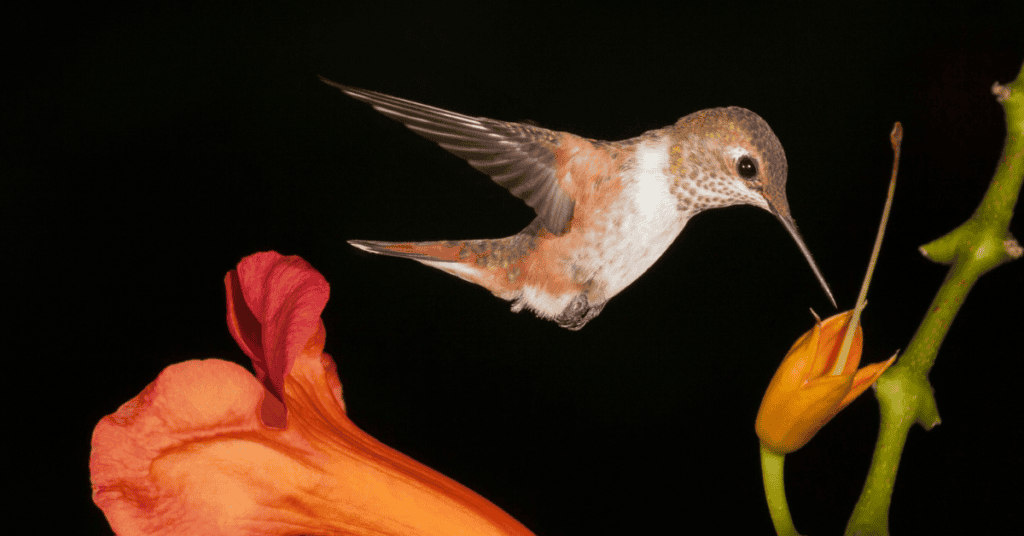 Trumpet Vine for hummingbirds