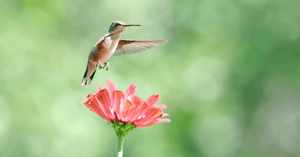 Zinnia for hummingbirds