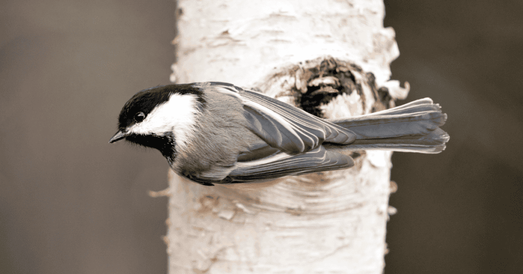 chickadee birch tree