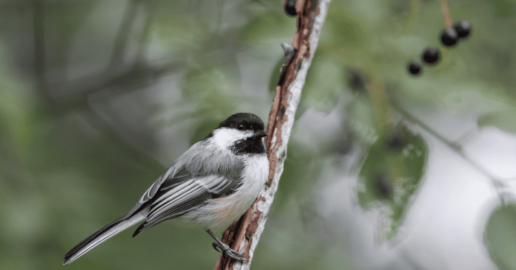 chickadee in chokecherry