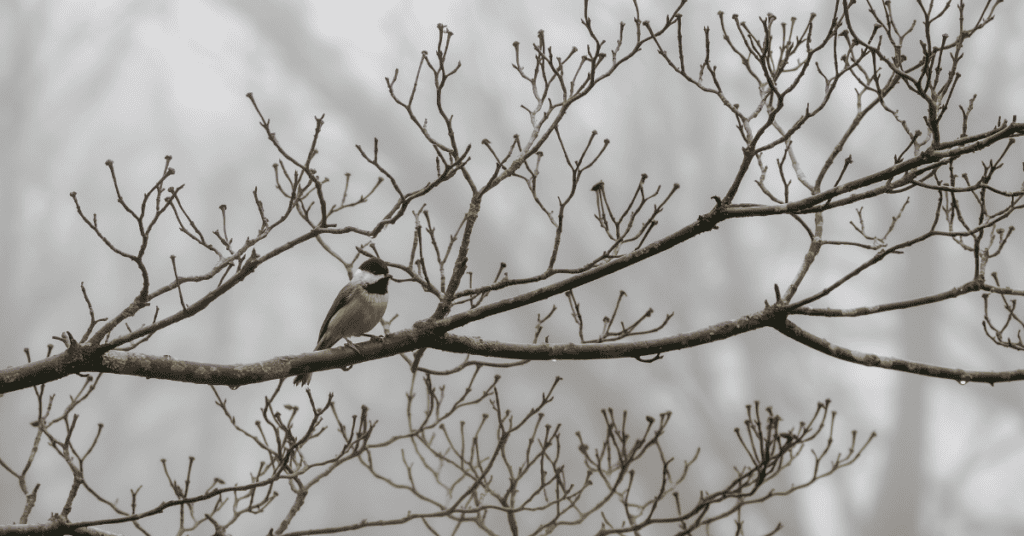 chickadee in dogwood