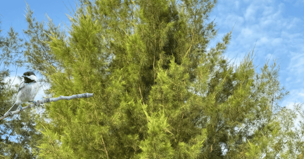 chickadee in eastern red cedar
