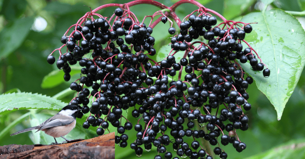 chickadee in elderberry