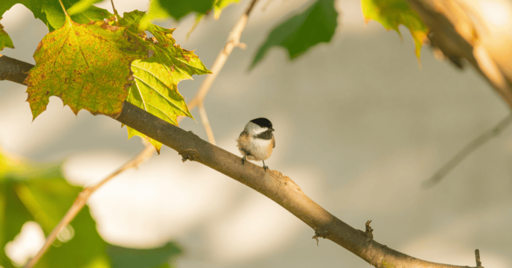 chickadee in maple tree