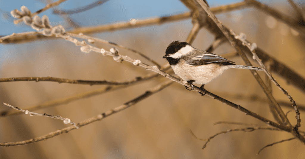 chickadee in pussy willow