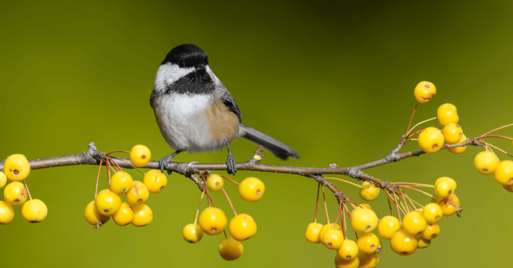 chickadee in serviceberry