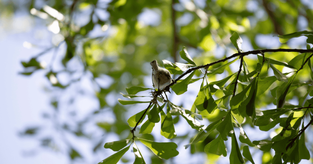 chickadee on oak