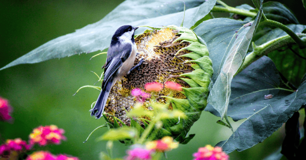 chickadee sunflower