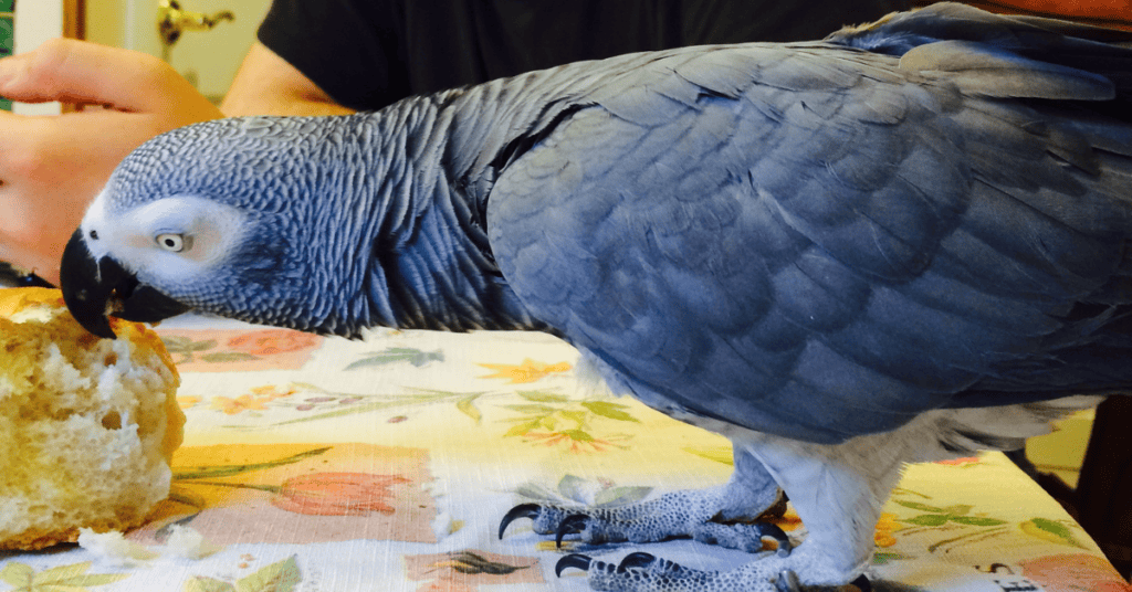 Coco at dinner table