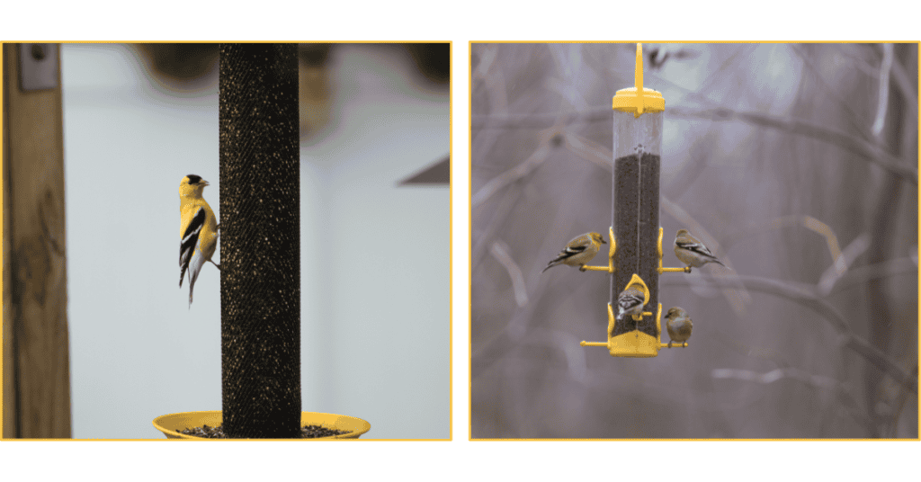 American Goldfinch in the snow