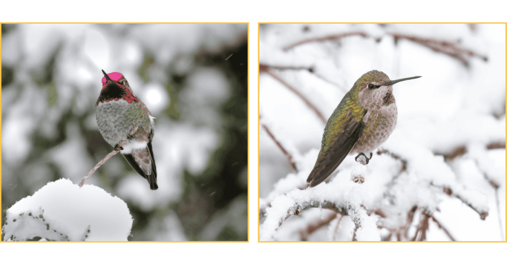 Anna's Hummingbird in the snow