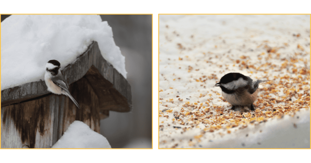 Black-capped Chickadee in the snow