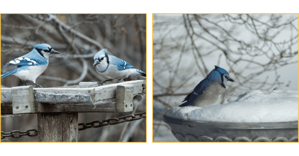 Blue Jays in the snow