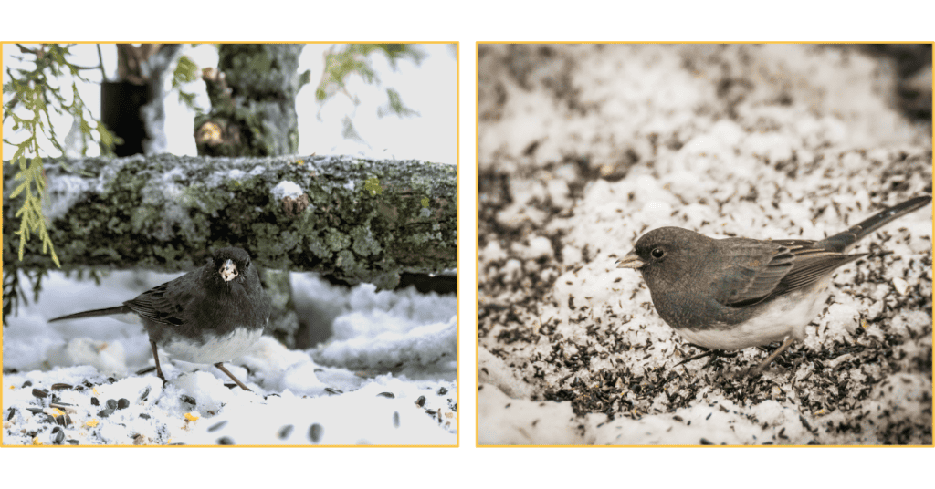 Dark-eyed Junco in the snow